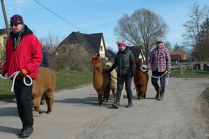 Alpaca hike in the Barnimer Feldmark - Key points to know before booking