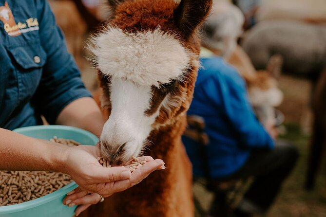 Alpaca Meet and Greet Experience in Peterborough - Meeting alpacas at a working South Australian farm
