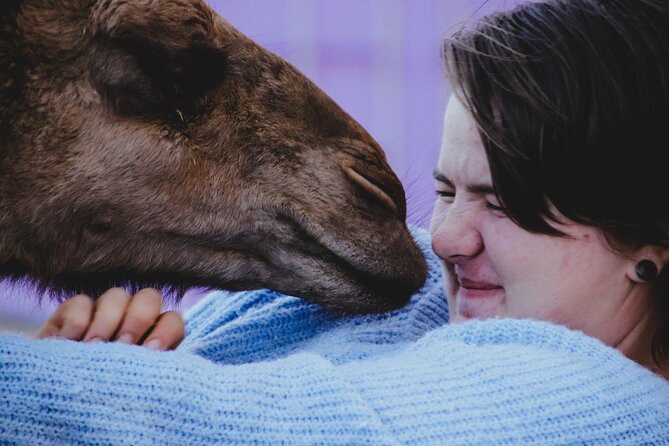 Alpaca Meet and Greet Experience in Peterborough - The opening talk explains alpaca life