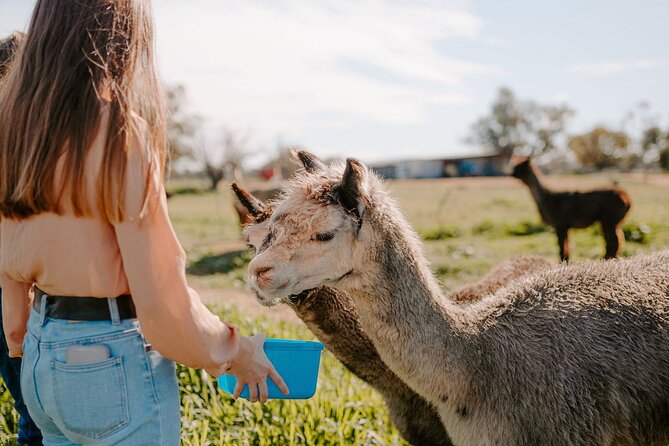 Alpaca Meet and Greet Experience in Peterborough - From annual shearing to handmade goods
