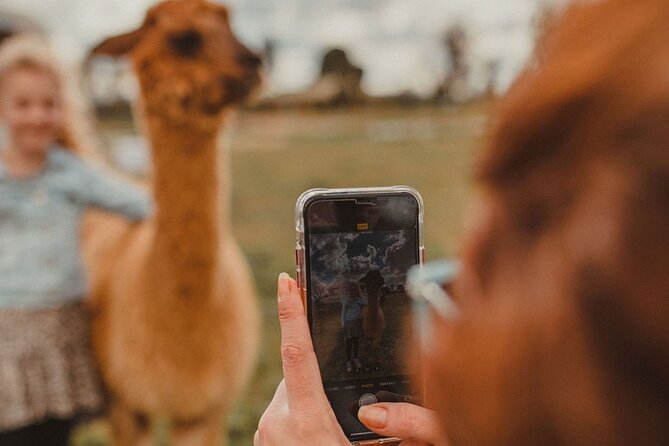 Alpaca Meet and Greet Experience in Peterborough - Who will enjoy this farm visit most?