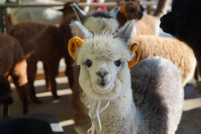 Alpaca, Nami, Eobi with Rail Bike or Strawberry - Alpaca World: one hour with the animals