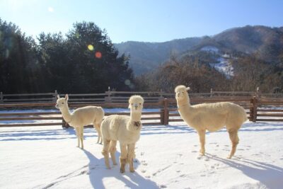 Alpaca, Nami, Eobi with Rail Bike or Strawberry