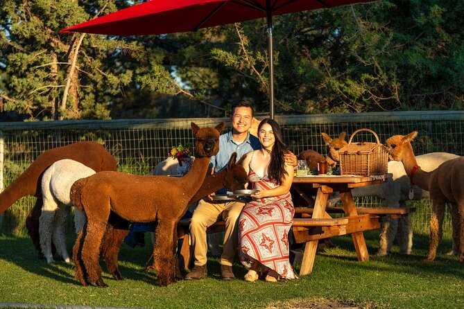 Alpaca Picnic Experience in Oregon - What happens once the picnic begins