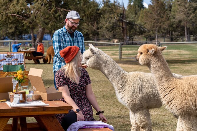 Alpaca Picnic Experience in Oregon - The animals are the main event, not a guaranteed performance