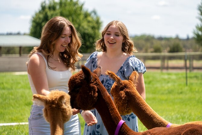 Alpaca Picnic Experience in Oregon - Timing your visit for the fluffiest alpacas