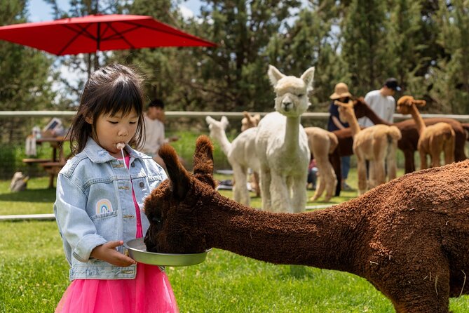 Alpaca Picnic Experience in Oregon - Is $150 per adult a fair price?
