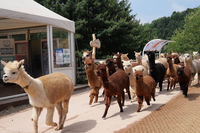 Alpaca World and Nami Island with Gangchon Rail Bike Tour - Why the $65.45 price can make sense