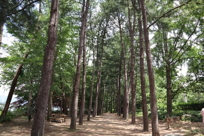 Alpaca World and Nami Island with Gangchon Rail Bike Tour - The long road between Seoul and Chuncheon