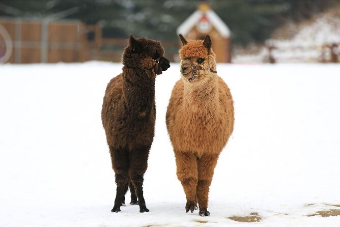 Alpaca World and Nami Island with Gangchon Rail Bike Tour - Alpaca World, with feeding and photo time