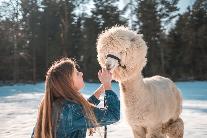 Alpaca World & Nami Island & Garden of Morning Calm One Day Tour - What to bring for a smoother day