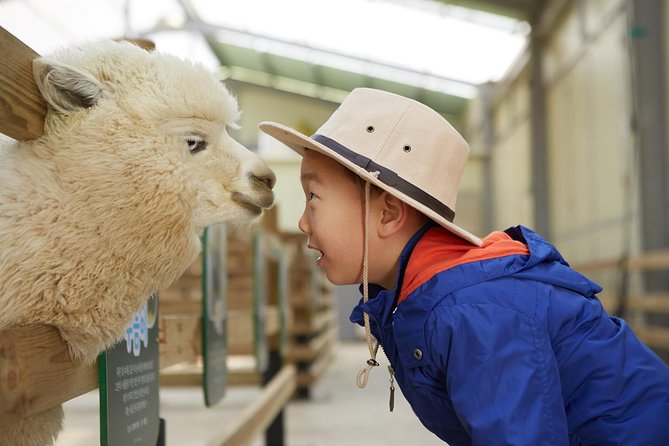 Alpaca World, Railbike and Vivaldi Park Experiences from Seoul - Five useful things to know before you book