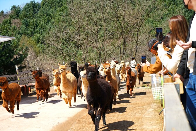 Alpaca World, Railbike and Vivaldi Park Experiences from Seoul - Why this day trip works beyond Seoul
