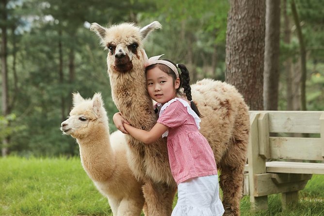 Alpaca World, Railbike and Vivaldi Park Experiences from Seoul - My recommendation for booking