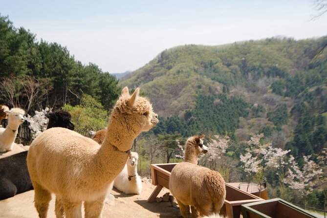 Alpaca World Tour with Nami Island (optional Railbike or Garden) - What this Seoul day trip is really like