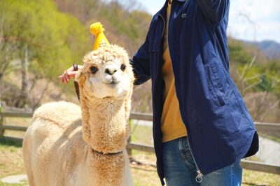 Alpaca World Tour with Nami Island (optional Railbike or Garden)