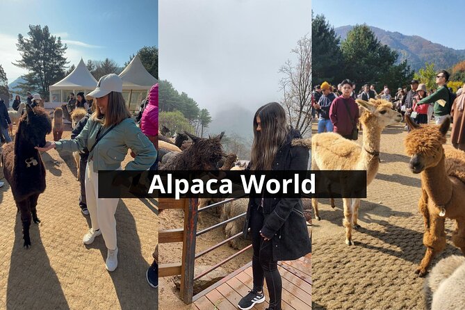 Alpaca World with Gangchon Rail Park One Day Tour - Guides Joe and Nana add a human touch