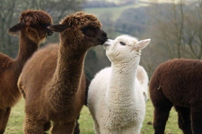 Alpaca World with Gangchon Rail Park One Day Tour - Clothing and fitness details you should take seriously