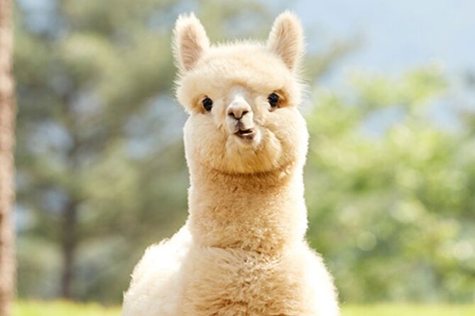 Alpaca World with Gangchon Rail Park One Day Tour - Weather and cancellation rules