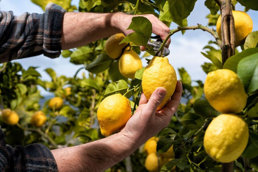 Amalfi: Cooking Class and Farmhouse Visit With Meal - Key Points