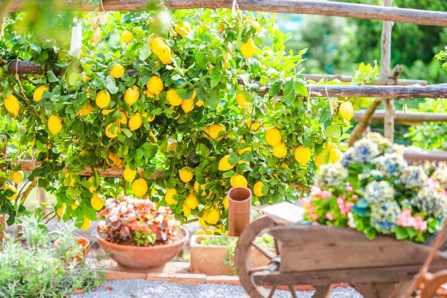 Amalfi: Cooking Class and Farmhouse Visit With Meal - Recipes and the Cooking Diploma