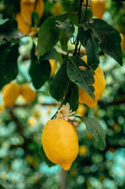 Amalfi: Vertical Lemon Farm Tour, Tastings, and Rural Museum - Key points to know before you go