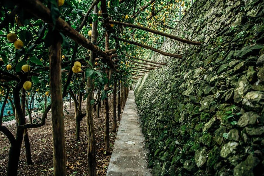 Amalfi: Vertical Lemon Farm Tour, Tastings, and Rural Museum - What the $41 price gets you