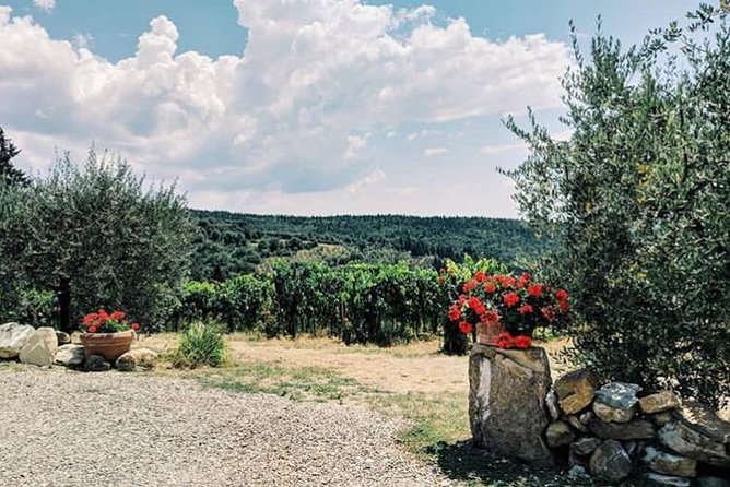 Amazing Lunch in organic Farm with Balsamic Vinegar Olive Oil truffle and Wine tasting Experience in Tuscany - What makes Tenuta Casanova different