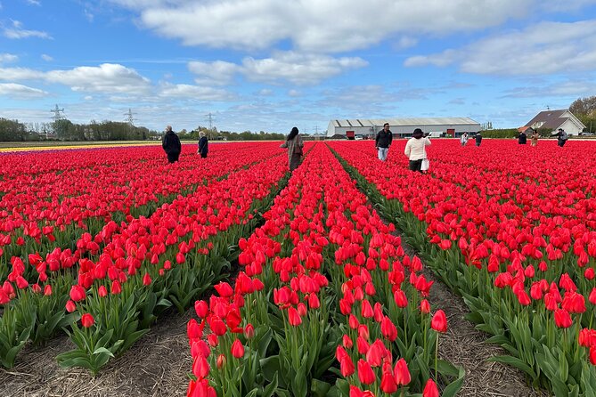 Amsterdam: Day trip to Tulip Farm, Keukenhof + Windmill Cruise - Why this day trip works so well