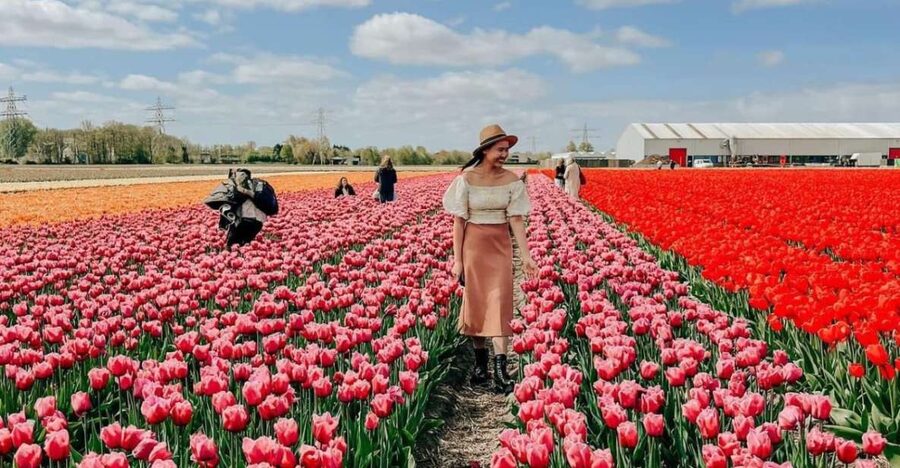 Amsterdam: Tulip Farm Visit, Keukenhof, and Windmill Cruise - Final verdict: should you book it?