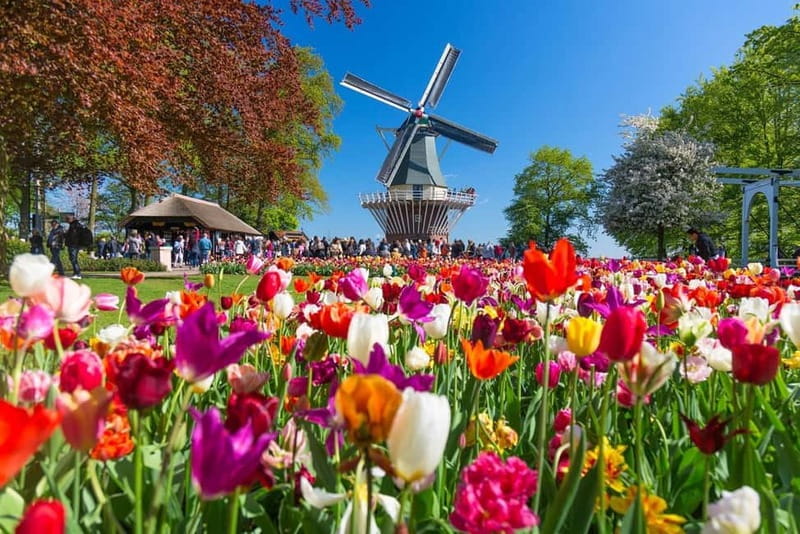 Amsterdam: Tulip Farm Visit, Keukenhof, and Windmill Cruise - Who will enjoy this day most