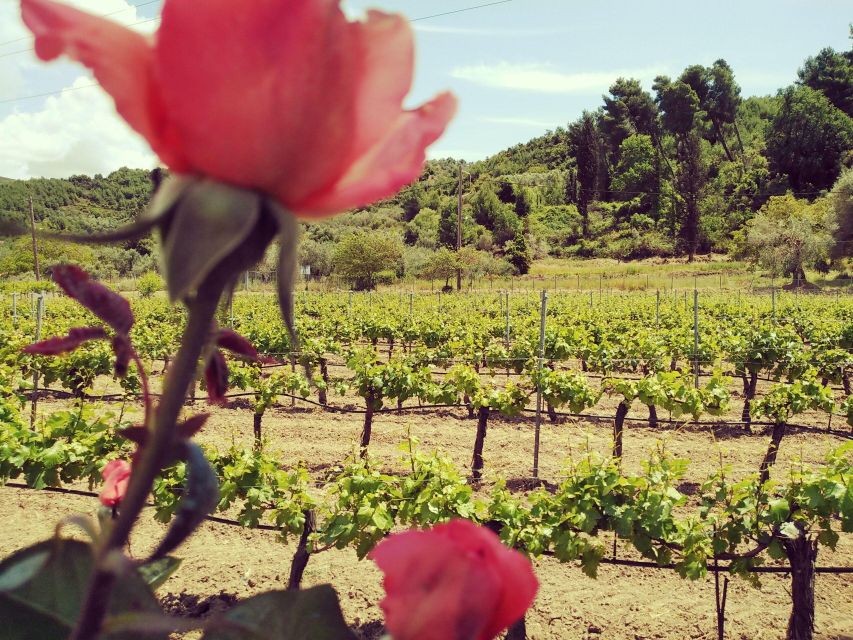 Ancient Olympia: Private Tour site, museum, bee farm, winery - Coffee and souvenirs in Olympia town