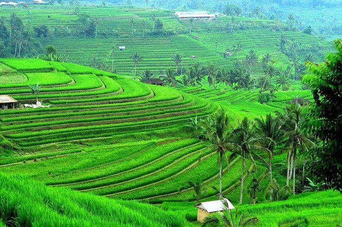Ancient Temples and Jatiluwih Rice Terrace Private Tour - Taman Ayun, a royal temple with room to breathe