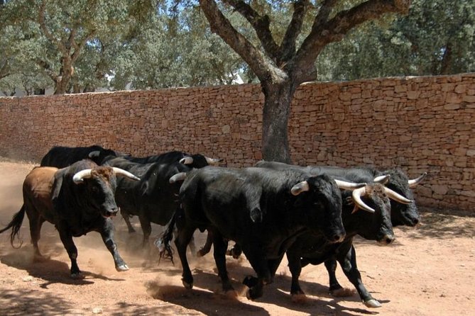 Andalucia Bull and Horse Farm and Ronda Private Tour from Malaga - A country road from Malaga to the Ronda hills