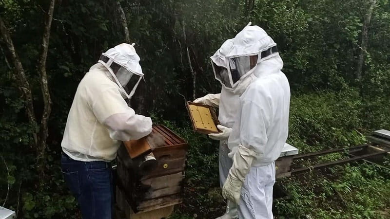 Apiary Tour (Bee tour) also Archeological site and salt Pond - Xcambo Archaeological Zone and the salt ponds