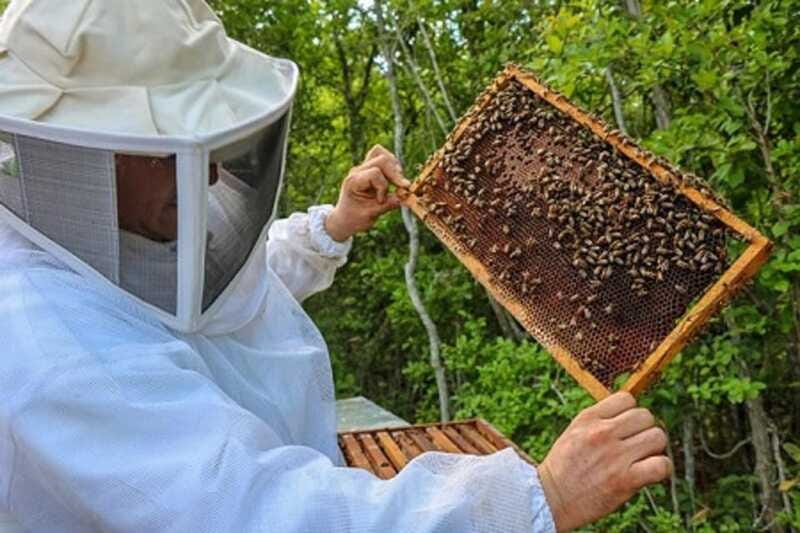 Apiary Tour (Bee tour) also Archeological site and salt Pond - Who should book this private outing