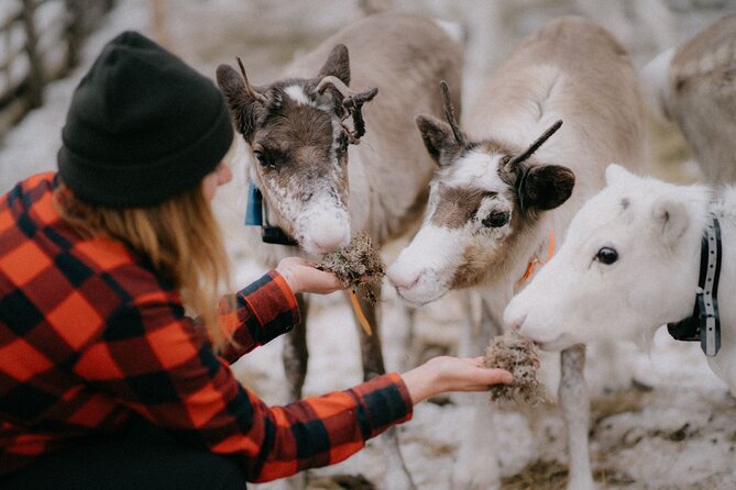 Arctic Reindeer Farm Experience with Snowshoeing in the Wild - Key points at a glance
