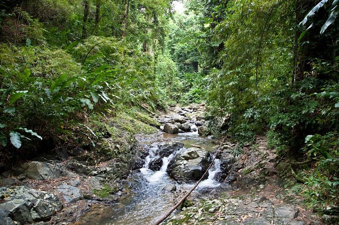 Argyle Waterfall with Adventure Farm - The 20-minute walk through Tobago’s forest
