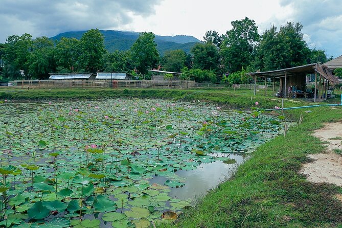 Aroidee’s Farm-Fresh Thai Cooking Experience - Food adjustments for vegetarian, vegan, and allergy needs