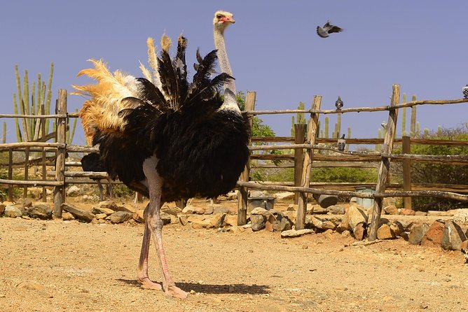 Aruba Ostrich Farm Tour with Lunch - The hatchery and young ostrich pens