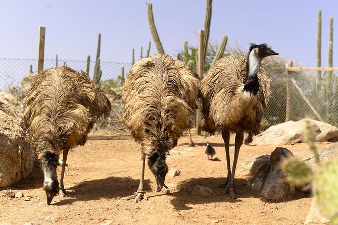 Aruba Ostrich Farm Tour with Lunch - Is this a good choice for families?
