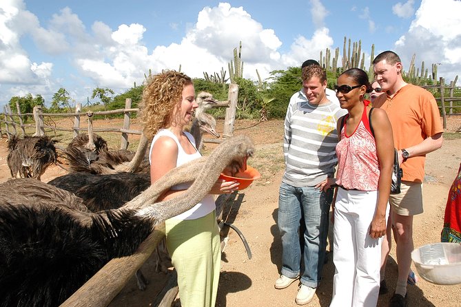 Aruba Ostrich Farm Tour with Lunch - Feeding the birds without rushing the moment