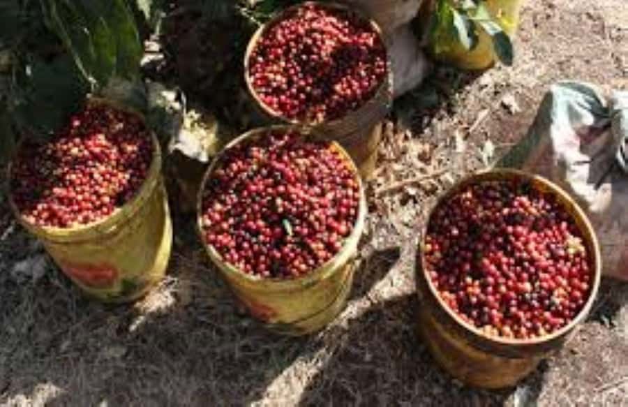 Arusha: Coffee Plantation Tour with Tasting and Hands-On … - From Arusha’s Clock Tower to the coffee farm