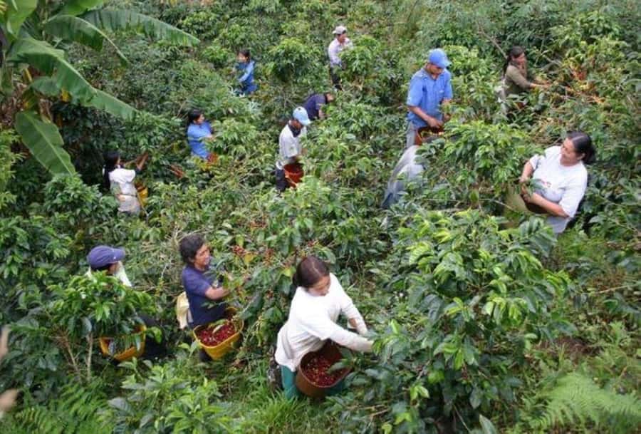 Arusha: Coffee Plantation Tour with Tasting and Hands-On … - Picking, pulping, drying, and roasting