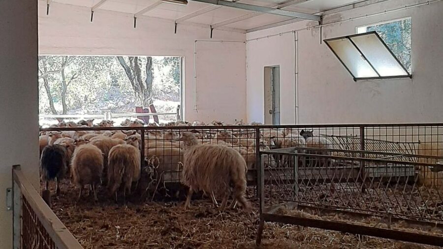 Arzana: Day with a shepherd w/ lunch in a farm - Seeing fresh milk become Sardinian cheese