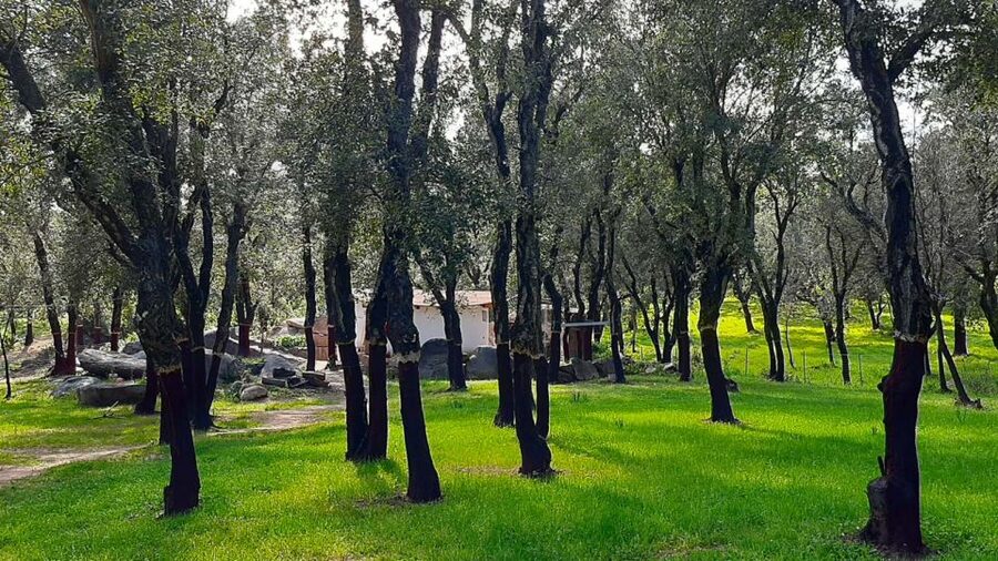 Arzana: Day with a shepherd w/ lunch in a farm - Value, group size, and booking flexibility