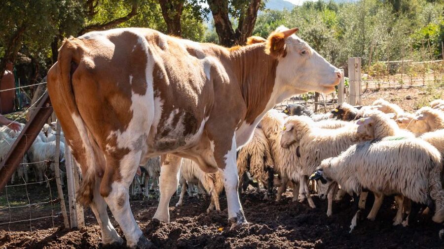 Arzana: Organic product tasting in a farm at sunset - Who will enjoy this farm experience?