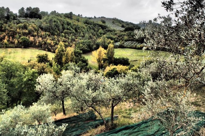 Assisi, Deruta & organic gourmet lunch at the olive oil farmhouse from SIENA - Should you book it?