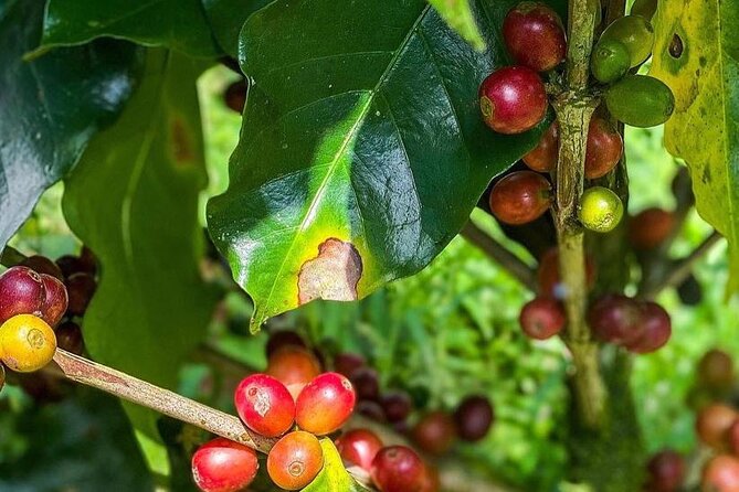 ATV Waterfall & Organic Coffee Farm with Lunch - Is $195 a fair price?