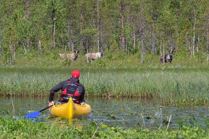 Authentic Reindeer Farm and Canoe Experience from Rovaniemi - Why this Rovaniemi outing feels more personal than a quick farm stop